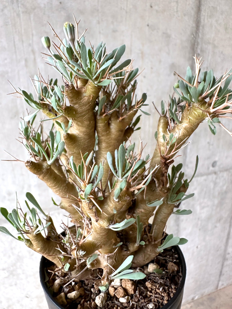 【現品限り】オトンナ・ユーフォルビオイデス[在庫整理価格]【J47】 Othonna euphorbioides