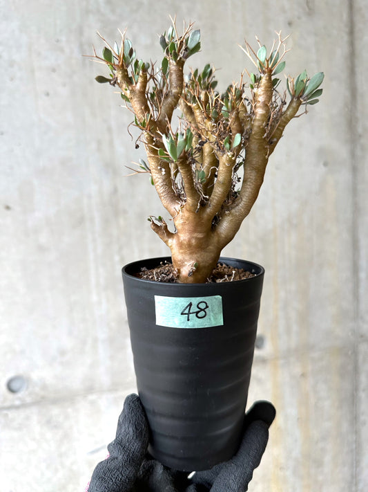 【現品限り】オトンナ・ユーフォルビオイデス[在庫整理価格]【J48】 Othonna euphorbioides