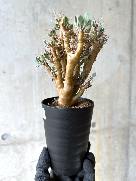 【現品限り】オトンナ・ユーフォルビオイデス[在庫整理価格]【J48】 Othonna euphorbioides
