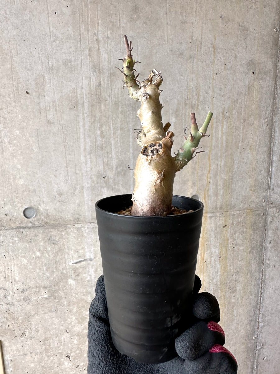 【現品限り】ペラルゴニウム・クリズミフォリウム 挿し木 発根済み【J4】 Pelargonium crithmifolium