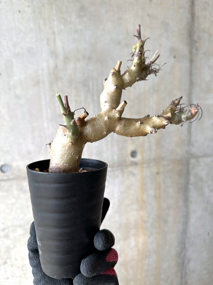 【現品限り】ペラルゴニウム・クリズミフォリウム 挿し木 発根済み【J4】 Pelargonium crithmifolium