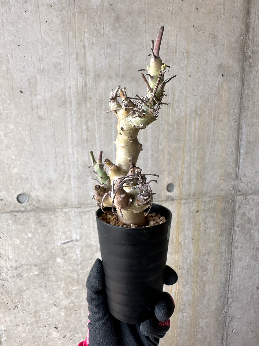 【現品限り】ペラルゴニウム・クリズミフォリウム 挿し木 発根済み【J4】 Pelargonium crithmifolium