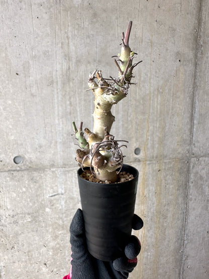 【現品限り】ペラルゴニウム・クリズミフォリウム 挿し木 発根済み【J4】 Pelargonium crithmifolium