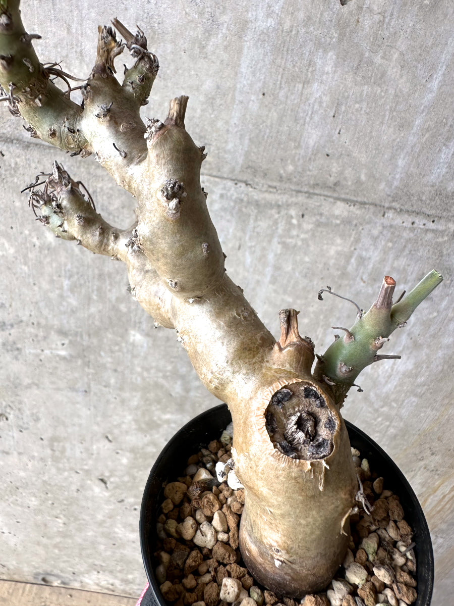 【現品限り】ペラルゴニウム・クリズミフォリウム 挿し木 発根済み【J4】 Pelargonium crithmifolium