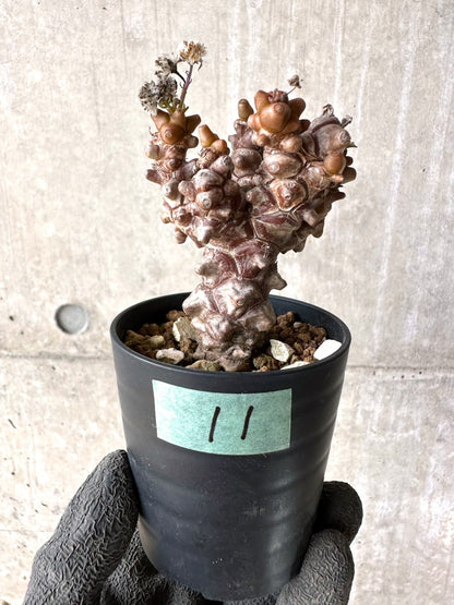 【現品限り】オトンナ・ヘレー 蛮鬼塔[在庫整理価格]【K11】 Othonna herrei