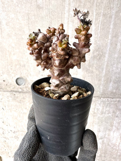 【現品限り】オトンナ・ヘレー 蛮鬼塔[在庫整理価格]【K11】 Othonna herrei