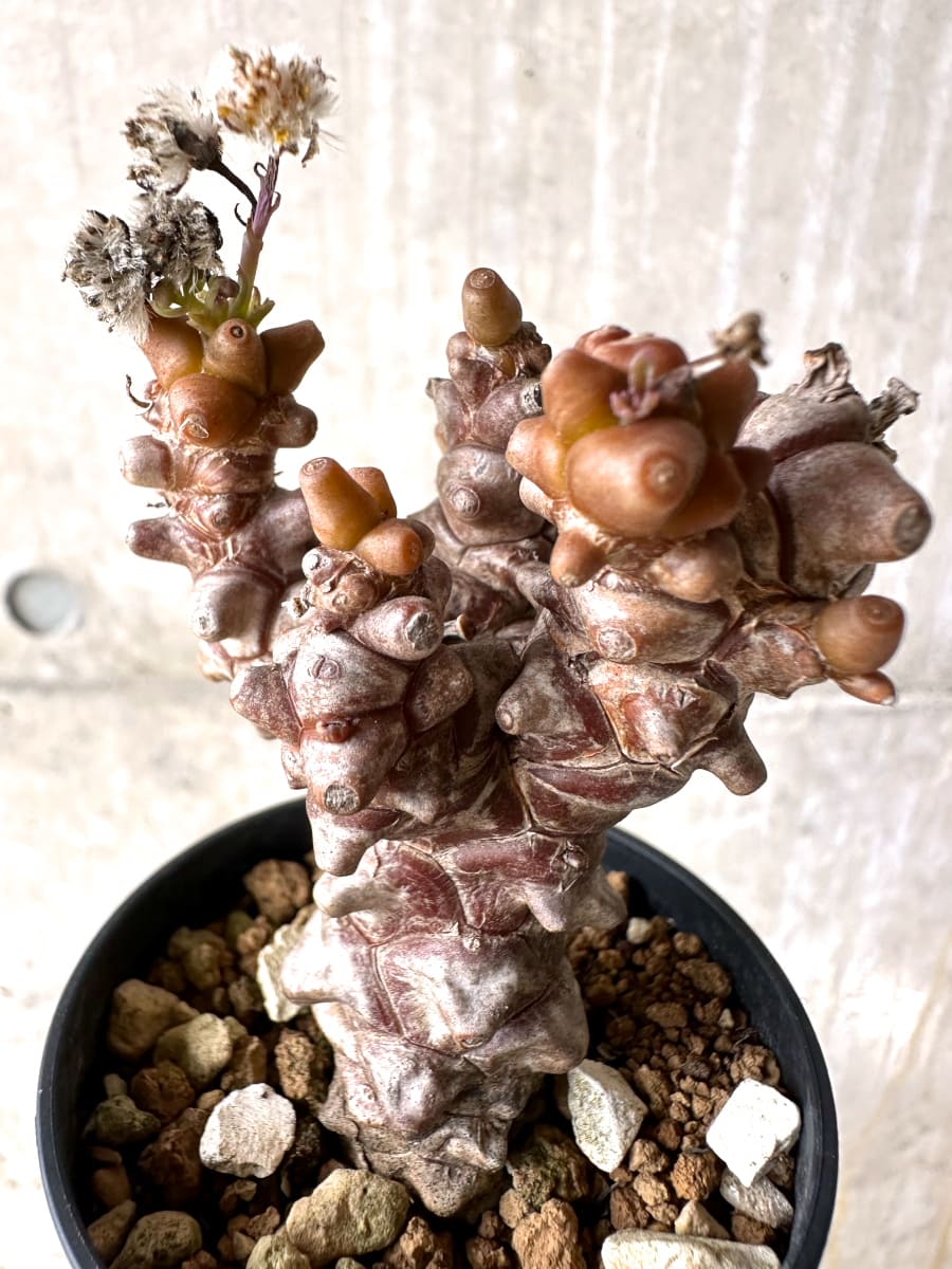 【現品限り】オトンナ・ヘレー 蛮鬼塔[在庫整理価格]【K11】 Othonna herrei