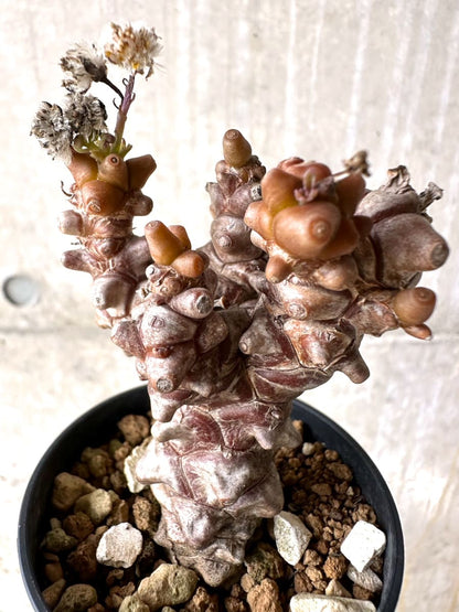 【現品限り】オトンナ・ヘレー 蛮鬼塔[在庫整理価格]【K11】 Othonna herrei