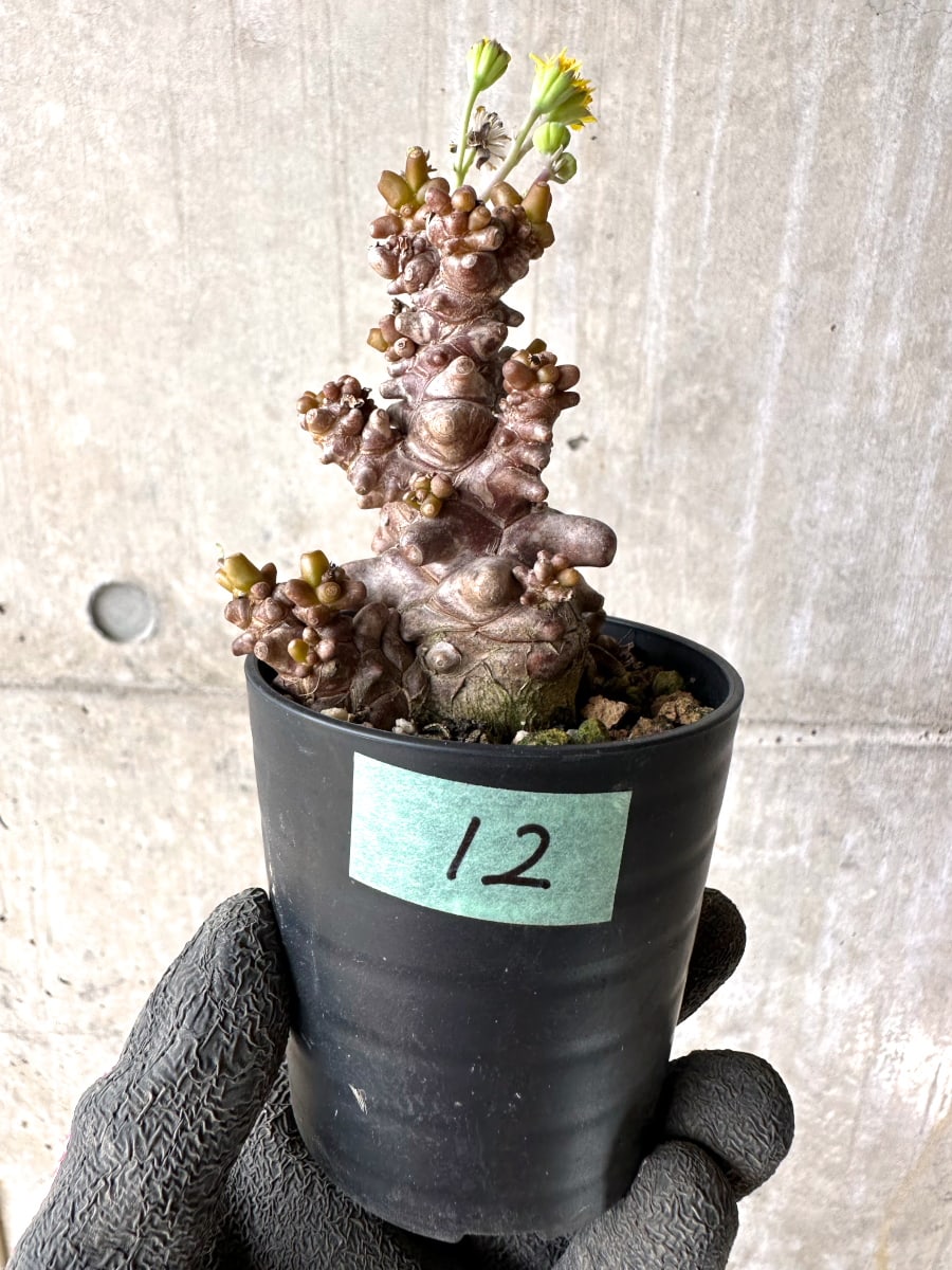 【現品限り】オトンナ・ヘレー 蛮鬼塔[在庫整理価格]【K12】 Othonna herrei