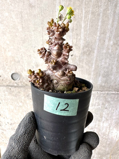 【現品限り】オトンナ・ヘレー 蛮鬼塔[在庫整理価格]【K12】 Othonna herrei