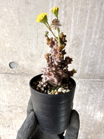 【現品限り】オトンナ・ヘレー 蛮鬼塔[在庫整理価格]【K12】 Othonna herrei