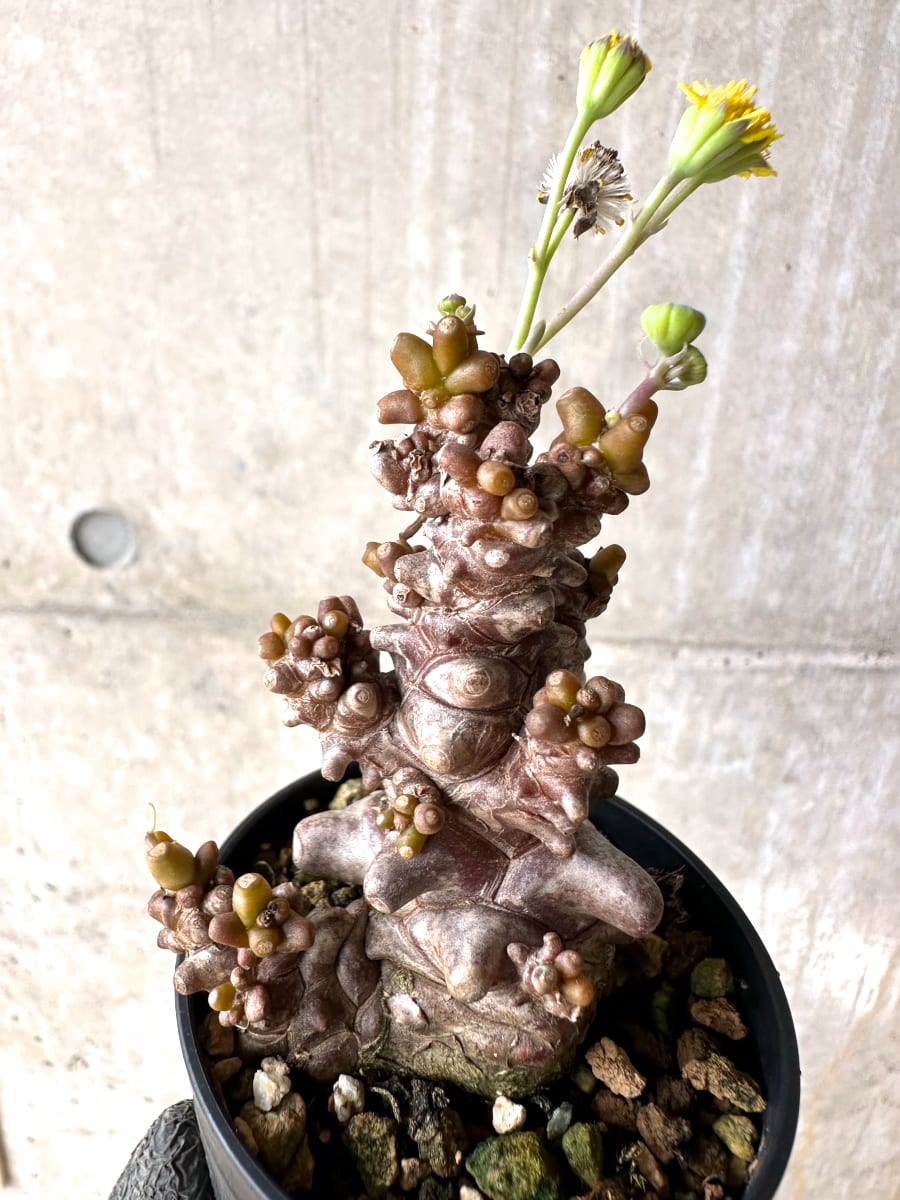 【現品限り】オトンナ・ヘレー 蛮鬼塔[在庫整理価格]【K12】 Othonna herrei