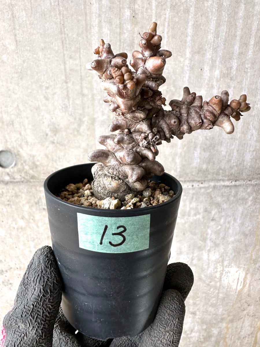 【現品限り】オトンナ・ヘレー 蛮鬼塔[在庫整理価格]【K13】 Othonna herrei