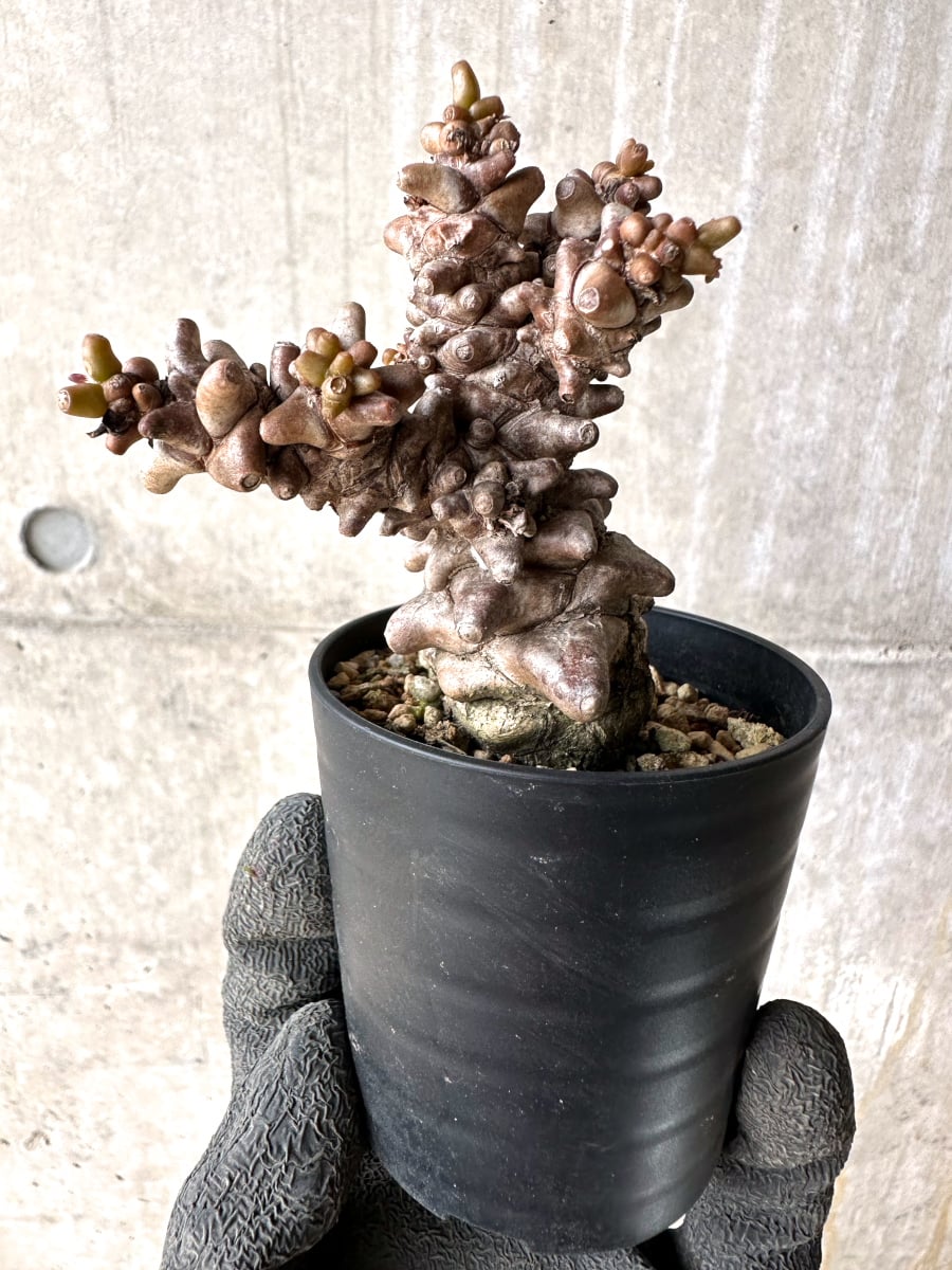 【現品限り】オトンナ・ヘレー 蛮鬼塔[在庫整理価格]【K13】 Othonna herrei