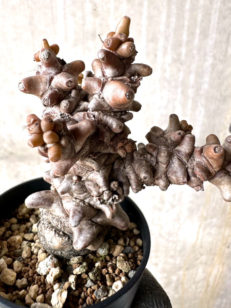 【現品限り】オトンナ・ヘレー 蛮鬼塔[在庫整理価格]【K13】 Othonna herrei