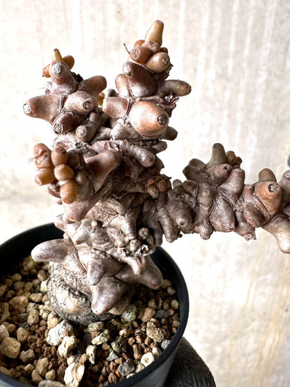 【現品限り】オトンナ・ヘレー 蛮鬼塔[在庫整理価格]【K13】 Othonna herrei