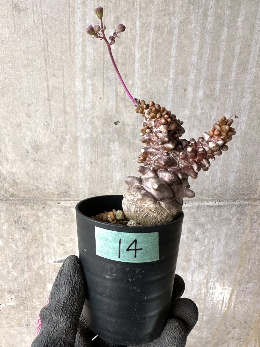 【現品限り】オトンナ・ヘレー 蛮鬼塔[在庫整理価格]【K14】 Othonna herrei