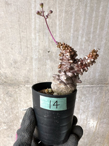 【現品限り】オトンナ・ヘレー 蛮鬼塔[在庫整理価格]【K14】 Othonna herrei