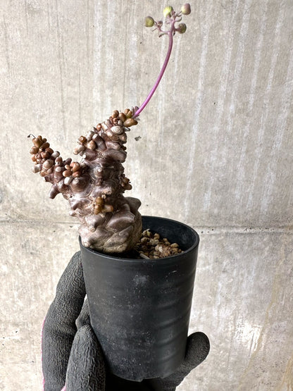 【現品限り】オトンナ・ヘレー 蛮鬼塔[在庫整理価格]【K14】 Othonna herrei