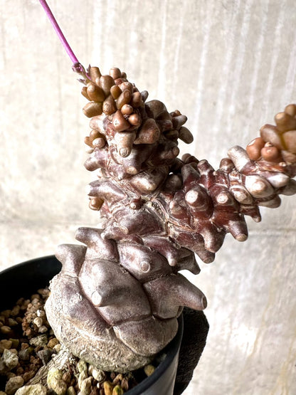 【現品限り】オトンナ・ヘレー 蛮鬼塔[在庫整理価格]【K14】 Othonna herrei