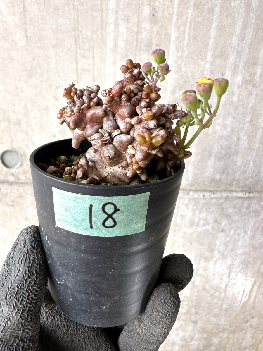 【現品限り】オトンナ・ヘレー 蛮鬼塔[在庫整理価格]【K18】 Othonna herrei