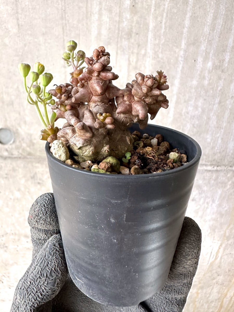 【現品限り】オトンナ・ヘレー 蛮鬼塔[在庫整理価格]【K18】 Othonna herrei