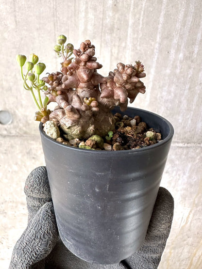 【現品限り】オトンナ・ヘレー 蛮鬼塔[在庫整理価格]【K18】 Othonna herrei