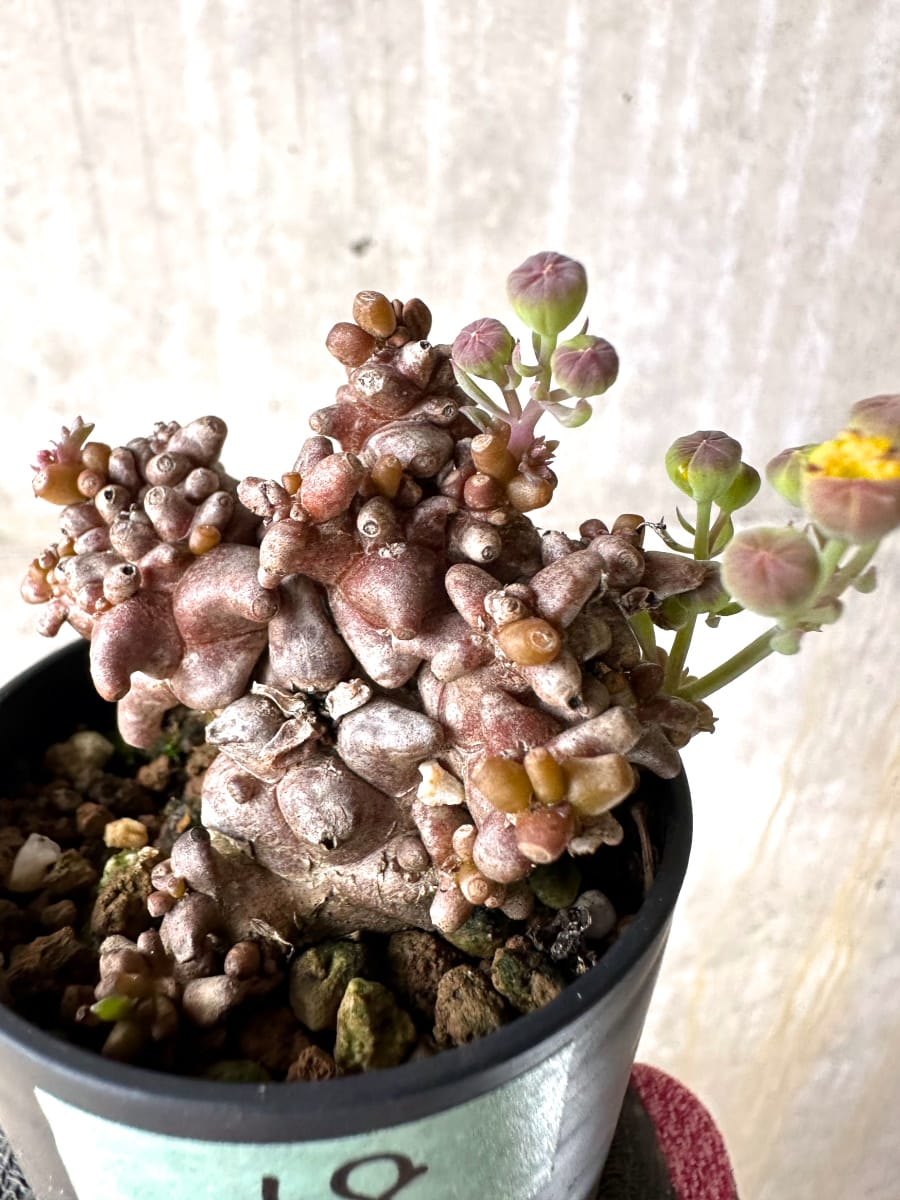 【現品限り】オトンナ・ヘレー 蛮鬼塔[在庫整理価格]【K18】 Othonna herrei