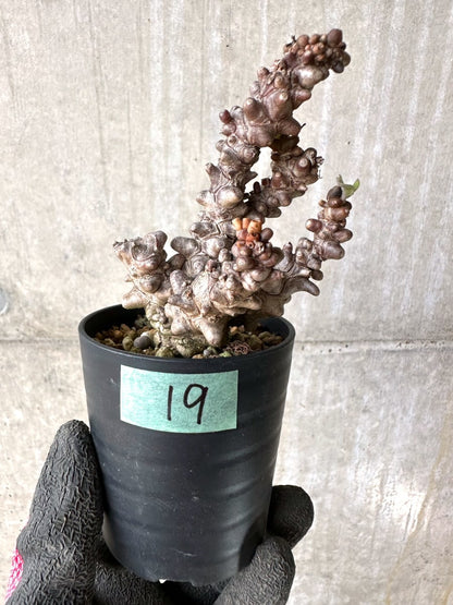 【現品限り】オトンナ・ヘレー 蛮鬼塔[在庫整理価格]【K19】 Othonna herrei