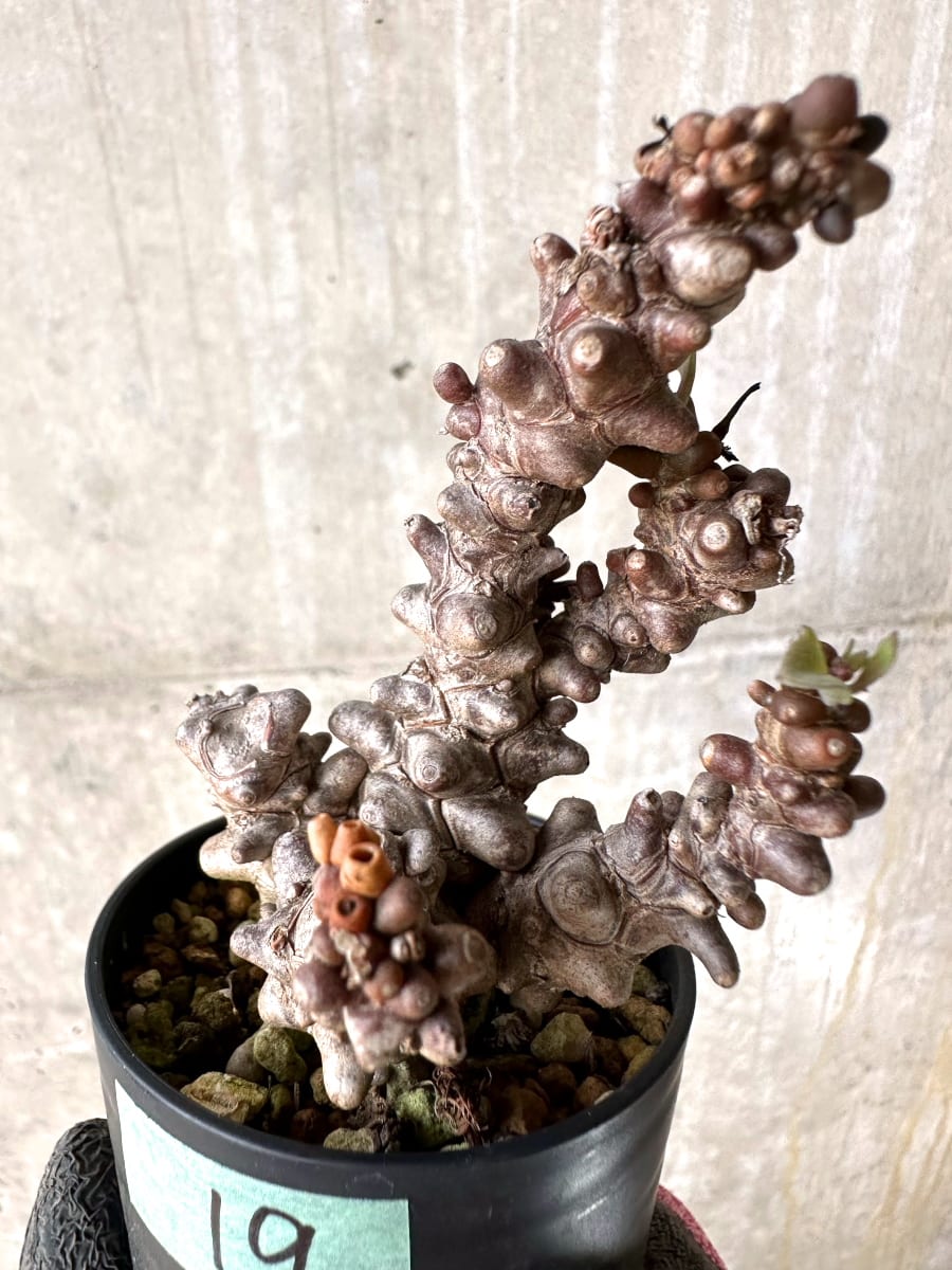 【現品限り】オトンナ・ヘレー 蛮鬼塔[在庫整理価格]【K19】 Othonna herrei