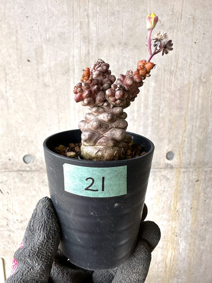 【現品限り】オトンナ・ヘレー 蛮鬼塔[在庫整理価格]【K21】 Othonna herrei