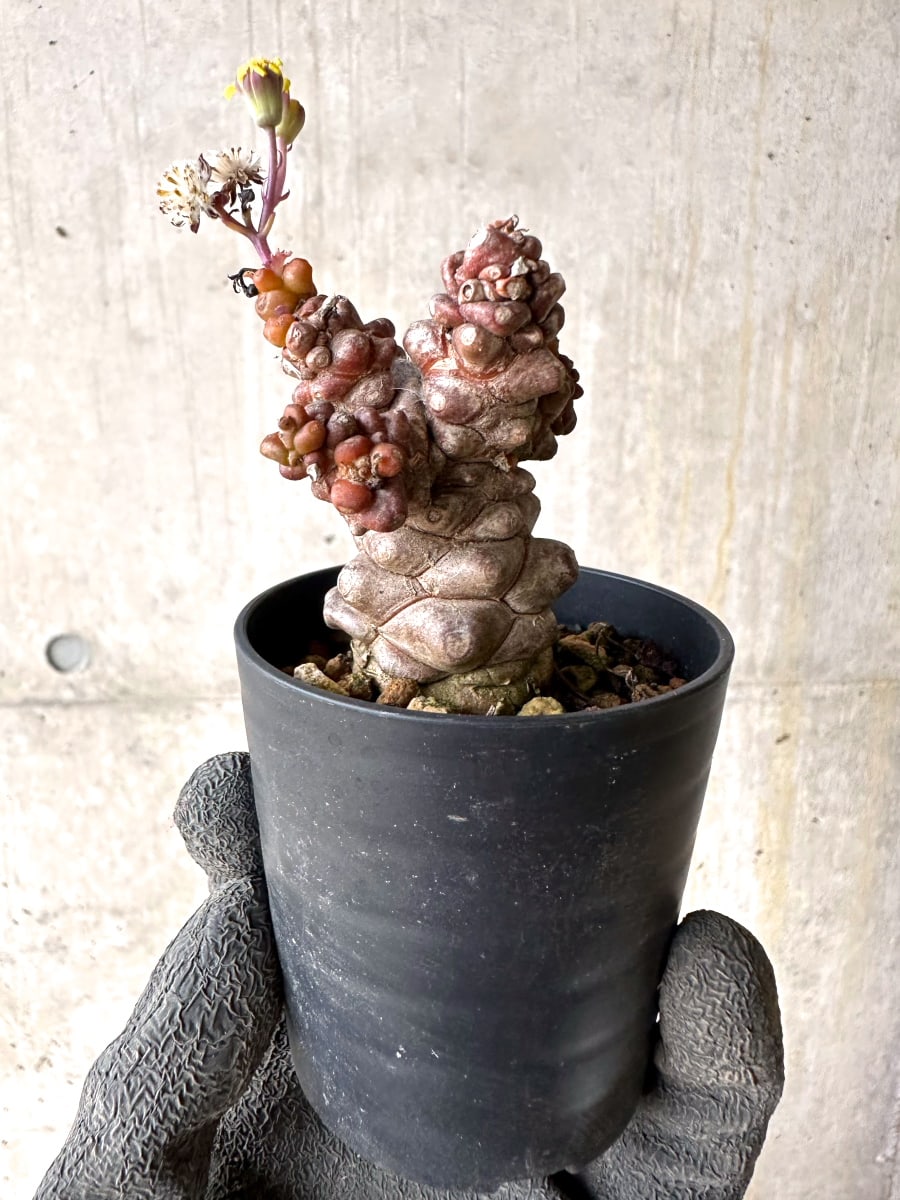 【現品限り】オトンナ・ヘレー 蛮鬼塔[在庫整理価格]【K21】 Othonna herrei