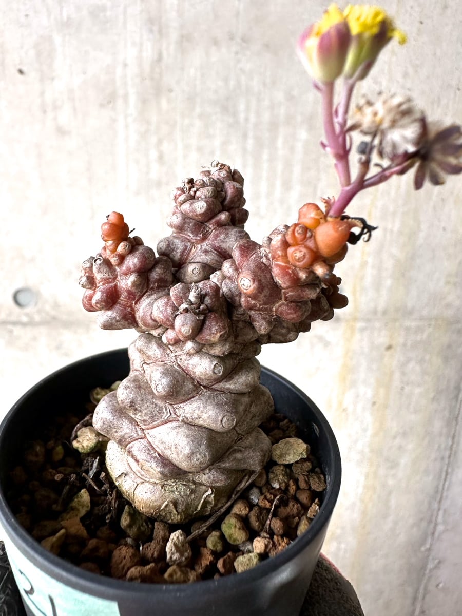 【現品限り】オトンナ・ヘレー 蛮鬼塔[在庫整理価格]【K21】 Othonna herrei