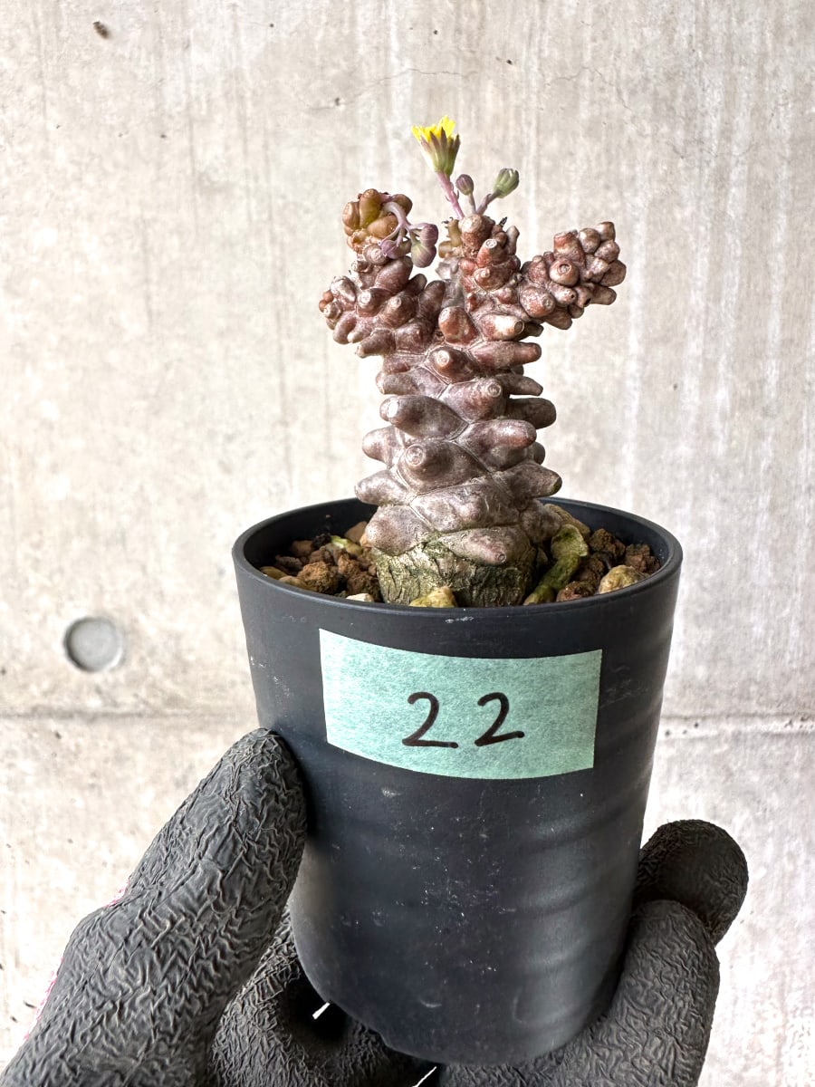 【現品限り】オトンナ・ヘレー 蛮鬼塔[在庫整理価格]【K22】 Othonna herrei