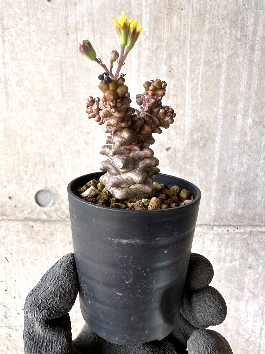 【現品限り】オトンナ・ヘレー 蛮鬼塔[在庫整理価格]【K22】 Othonna herrei