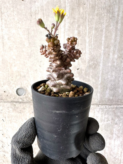 【現品限り】オトンナ・ヘレー 蛮鬼塔[在庫整理価格]【K22】 Othonna herrei