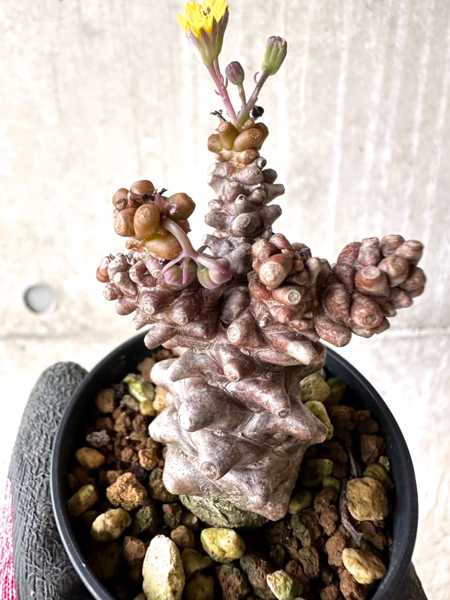 【現品限り】オトンナ・ヘレー 蛮鬼塔[在庫整理価格]【K22】 Othonna herrei