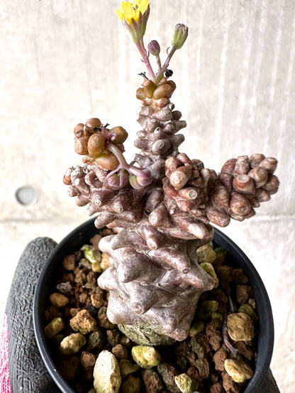 【現品限り】オトンナ・ヘレー 蛮鬼塔[在庫整理価格]【K22】 Othonna herrei