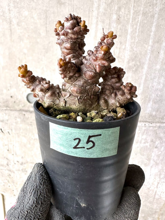 【現品限り】オトンナ・ヘレー 蛮鬼塔[在庫整理価格]【K25】 Othonna herrei