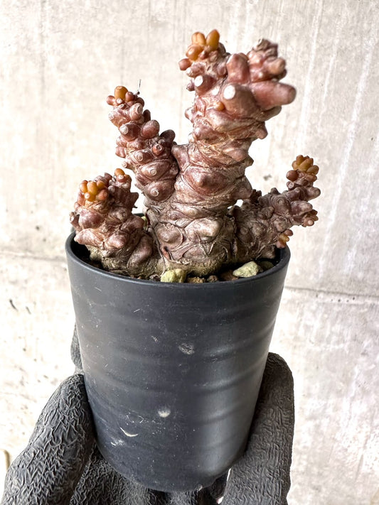 【現品限り】オトンナ・ヘレー 蛮鬼塔[在庫整理価格]【K25】 Othonna herrei