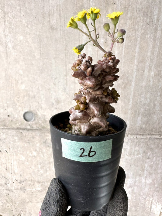 【現品限り】オトンナ・ヘレー 蛮鬼塔[在庫整理価格]【K26】 Othonna herrei