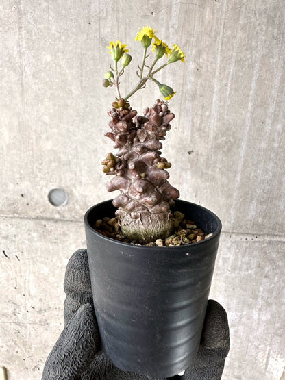 【現品限り】オトンナ・ヘレー 蛮鬼塔[在庫整理価格]【K26】 Othonna herrei