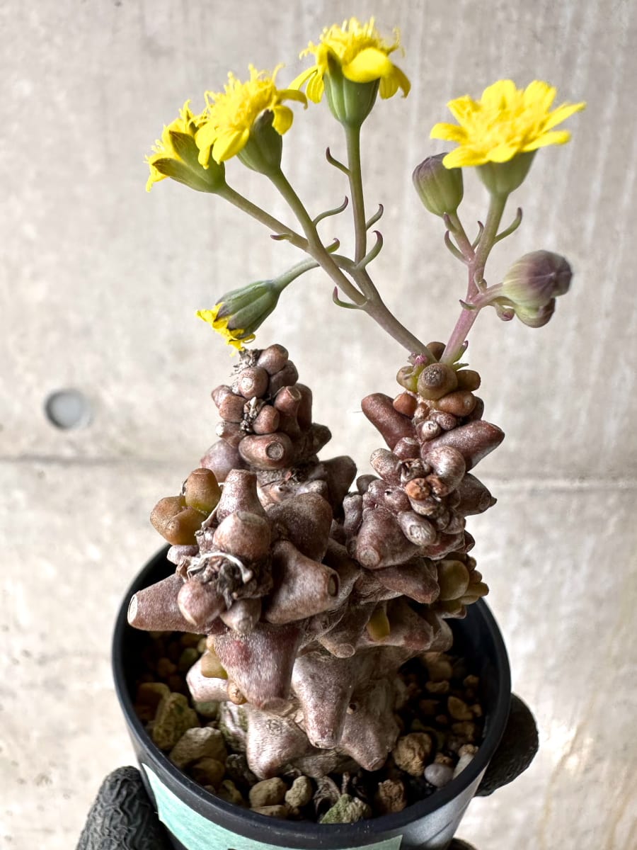 【現品限り】オトンナ・ヘレー 蛮鬼塔[在庫整理価格]【K26】 Othonna herrei