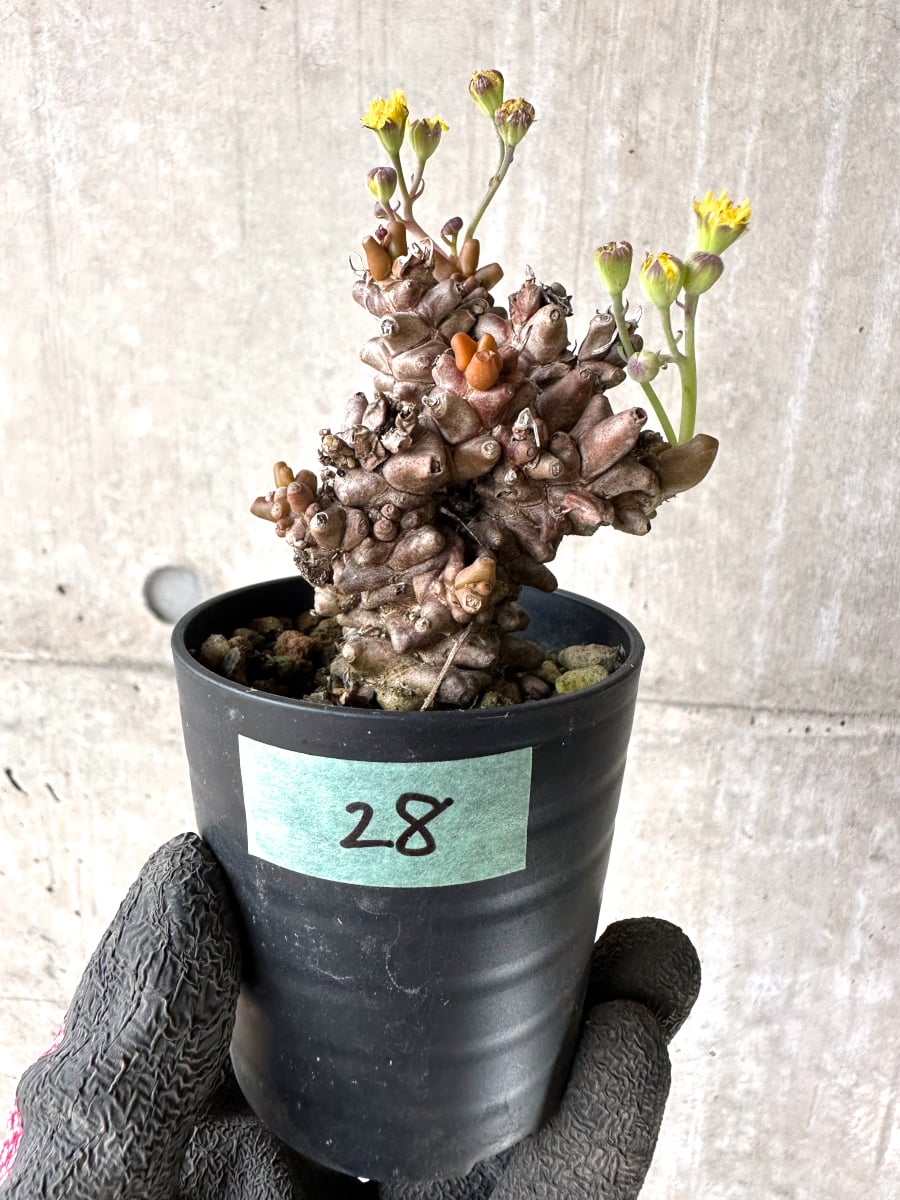 【現品限り】オトンナ・ヘレー 蛮鬼塔[在庫整理価格]【K28】 Othonna herrei