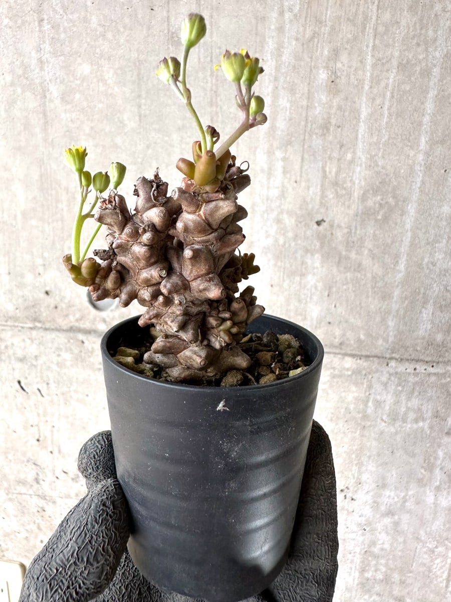 【現品限り】オトンナ・ヘレー 蛮鬼塔[在庫整理価格]【K28】 Othonna herrei