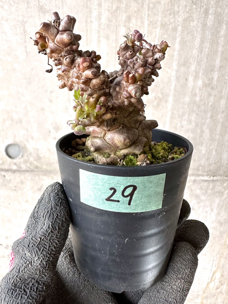 【現品限り】オトンナ・ヘレー 蛮鬼塔[在庫整理価格]【K29】 Othonna herrei