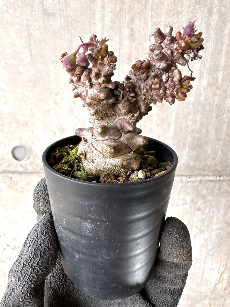 【現品限り】オトンナ・ヘレー 蛮鬼塔[在庫整理価格]【K29】 Othonna herrei