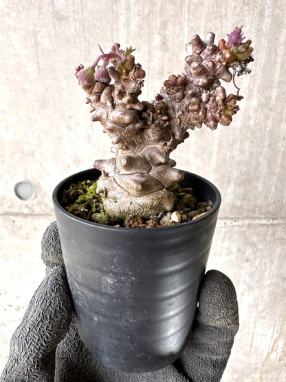 【現品限り】オトンナ・ヘレー 蛮鬼塔[在庫整理価格]【K29】 Othonna herrei