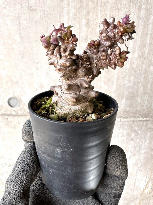 【現品限り】オトンナ・ヘレー 蛮鬼塔[在庫整理価格]【K29】 Othonna herrei