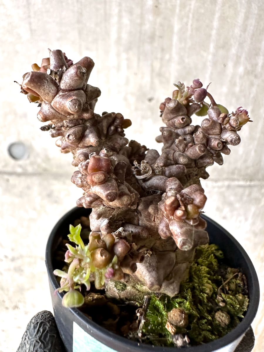 【現品限り】オトンナ・ヘレー 蛮鬼塔[在庫整理価格]【K29】 Othonna herrei